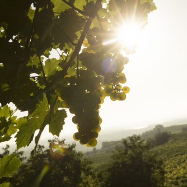 Grüne-Veltliner-Trauben kurz vor der Weinlese.