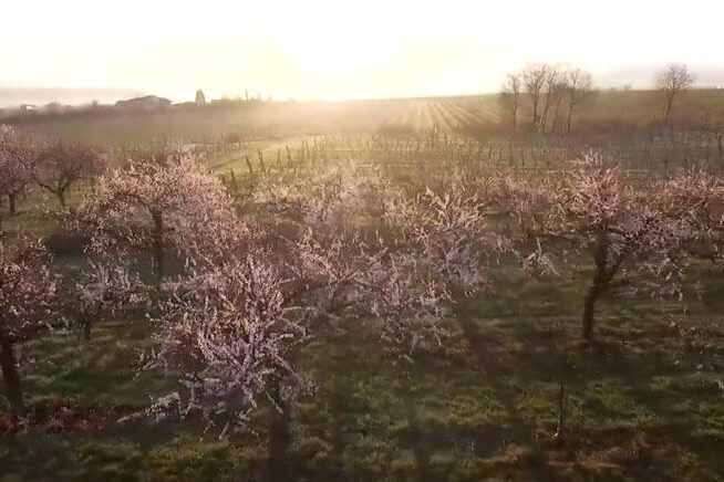 Obstblüten im Kremstal