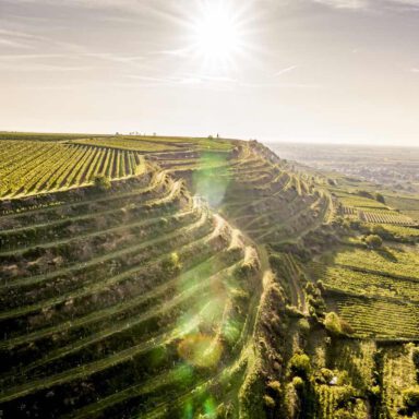 Weinterrassen bei Gedersdorf