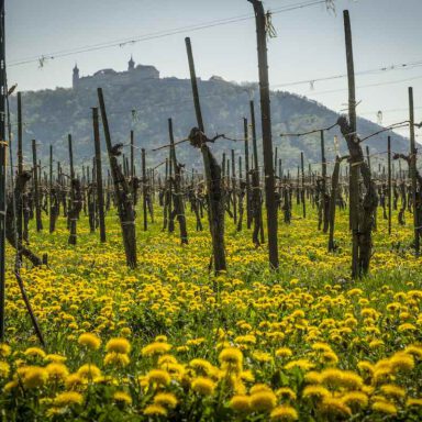 Frühlingsfrischer Weingarten im südlichen Kremstal