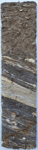 Ried Kremsleithen

Beim Profil aus der Ried Kremsleithen handelt es sich um einen rigolten Ranker. Der Boden ist trocken und zeigt reichlich Grus- und Steinanteil im lehmig-sandigen Feinboden. Im Untergrund stehen Festgesteine mit deutlichen hellen Lagen und Linsen im dunklen Amphibolit an. Der Mineralbestand wird von grüner Hornblende dominiert, daneben treten Plagioklas und andere Feldspäte sowie gelegentlich Granat, Epidot und Quarz auf. In den hellen Lagen fehlt die Hornblende. Von ihrer ursprünglichen Entstehung her gehen die Amphibolite auf Basaltergüsse am Ozeanboden zurück, die später im Zuge der Gebirgsbildung umgewandelt wurden und dabei das gebänderte Aussehen erhielten.