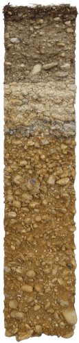 Ried Wachtberg

Bei den Böden der Ried Wachtberg handelt sich um Pararendzinen aus silikatisch-kalkigem Ausgangsmaterial. Die sehr dunkle Farbe in den obersten Zentimetern weist auf eine besonders starke Humusanreicherung im Wurzelfilz hin. Der hohe Steinanteil und das kiesig-sandige Ausgangsmaterial zeugen von vergleichsweise geringem Wasserspeichervermögen des Bodens. Der circa 25 cm starke Mineralhumushorizont liegt über einem Horizont aus sekundärem Kalk. Der Gesteinsuntergrund besteht aus sandigen, gut gerundeten Kiesen der Hollabrunn-Mistelbach-Formation. Das sind ca. 8 Millionen Jahre alte Ablagerungen eines Flusses, der Urdonau genannt wird und damals ein gutes Stück nördlicher als die heutige Donau zum Wiener Becken floss.